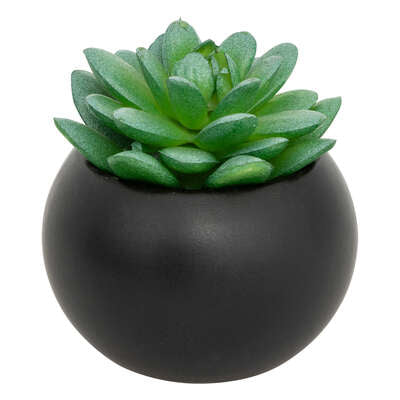 Pianta grassa con vaso nero H 13 cm | Rohome