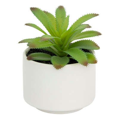 Pianta grassa con vaso bianco H 13 cm | Rohome - Rohome