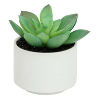 Pianta grassa con vaso bianco H 13 cm | Rohome - Rohome