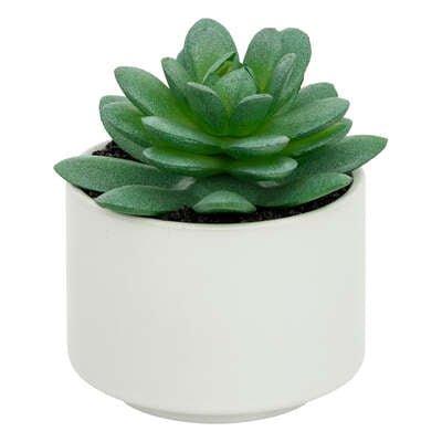 Pianta grassa con vaso bianco H 13 cm | Rohome - Rohome