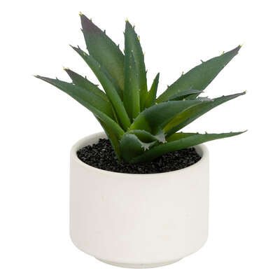 Pianta grassa con vaso bianco H 13 cm | Rohome - Rohome