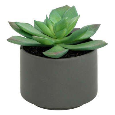 Pianta grassa con vaso grigio H 13 cm | Rohome - Rohome