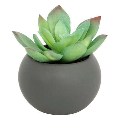 Pianta grassa con vaso grigio H 13 cm | Rohome - Rohome