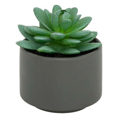 Pianta grassa con vaso grigio H 13 cm | Rohome - Rohome