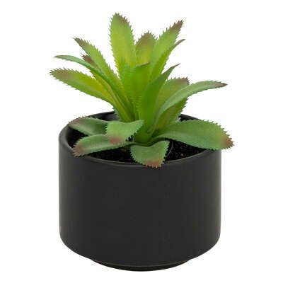 Pianta grassa con vaso nero H 13 cm | Rohome - Rohome