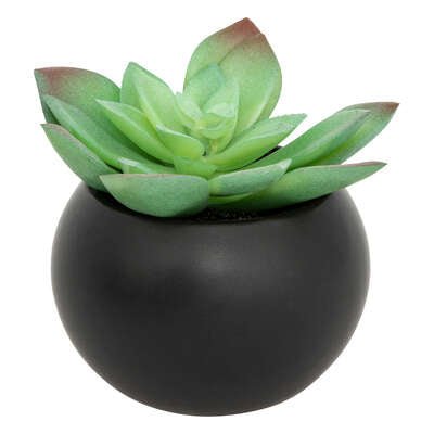 Pianta grassa con vaso nero H 13 cm | Rohome - Rohome