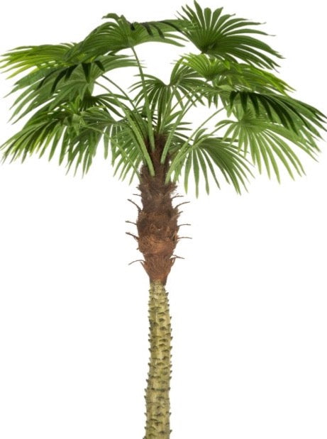 PALM TREE | ROHOME