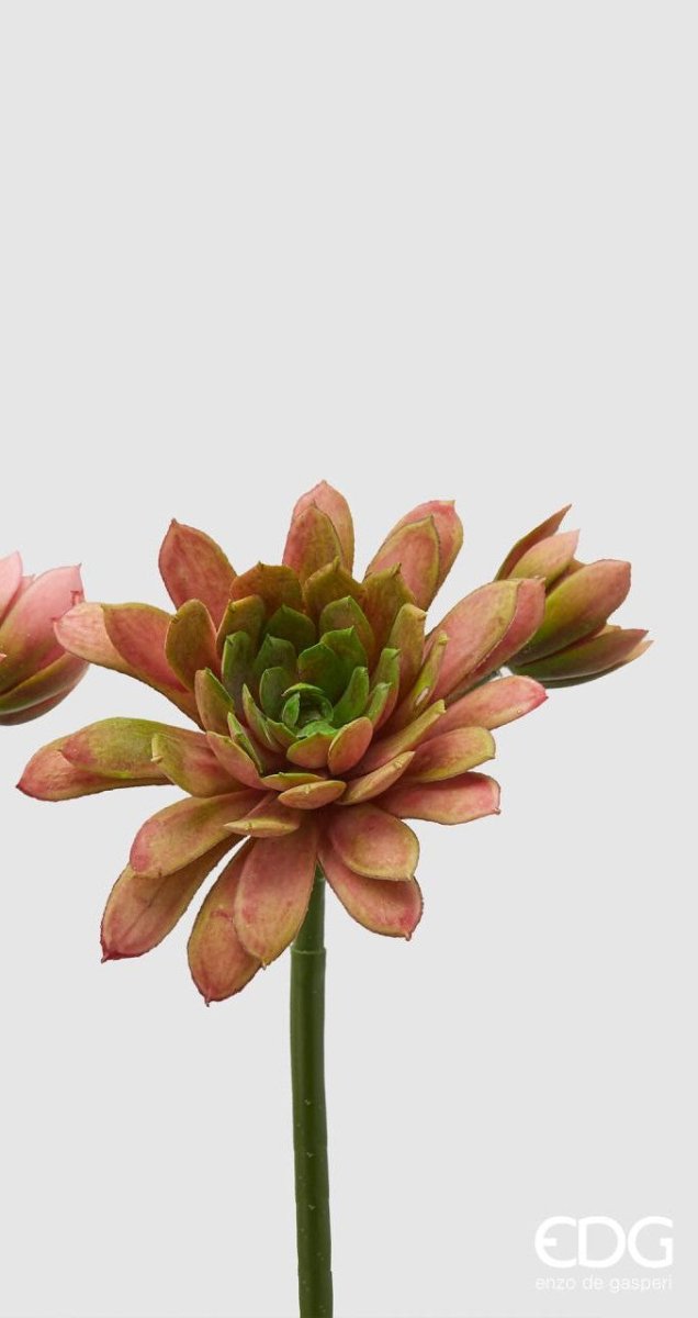 Edg - ramo echeveria olis rosa h 18cm | rohome - Rohome