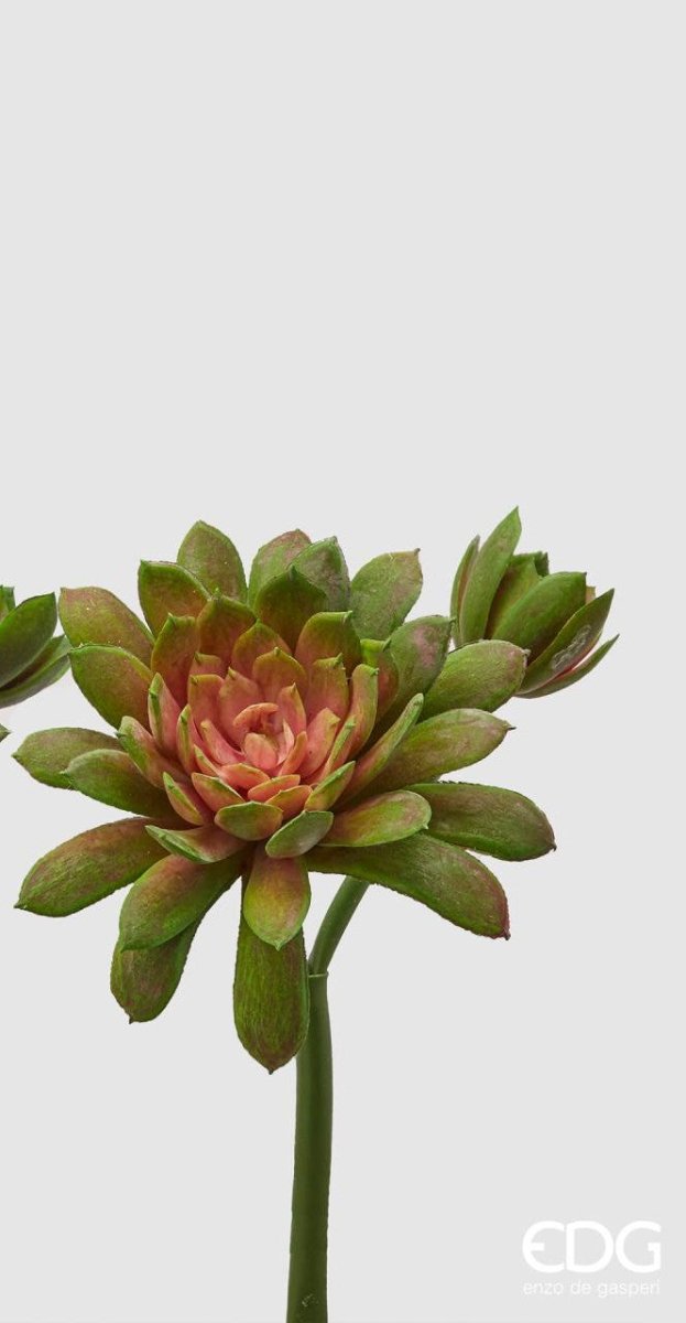 Edg - ramo echeveria olis verde h 18cm | rohome - Rohome