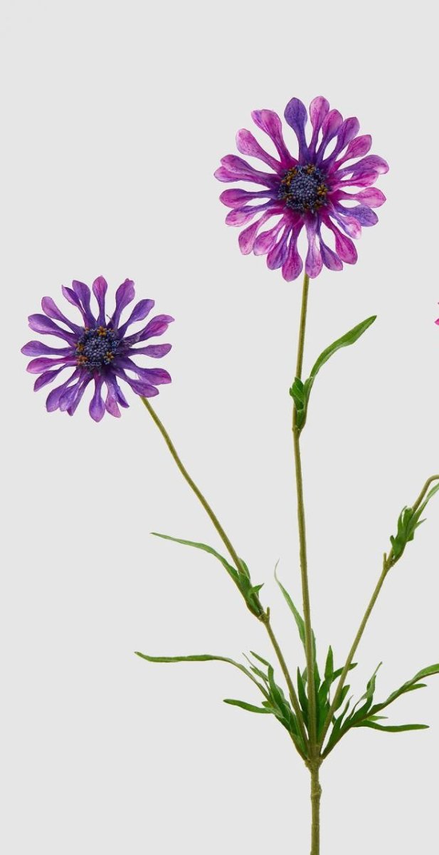 Edg - ramo scabiosa h65 | rohome - Rohome