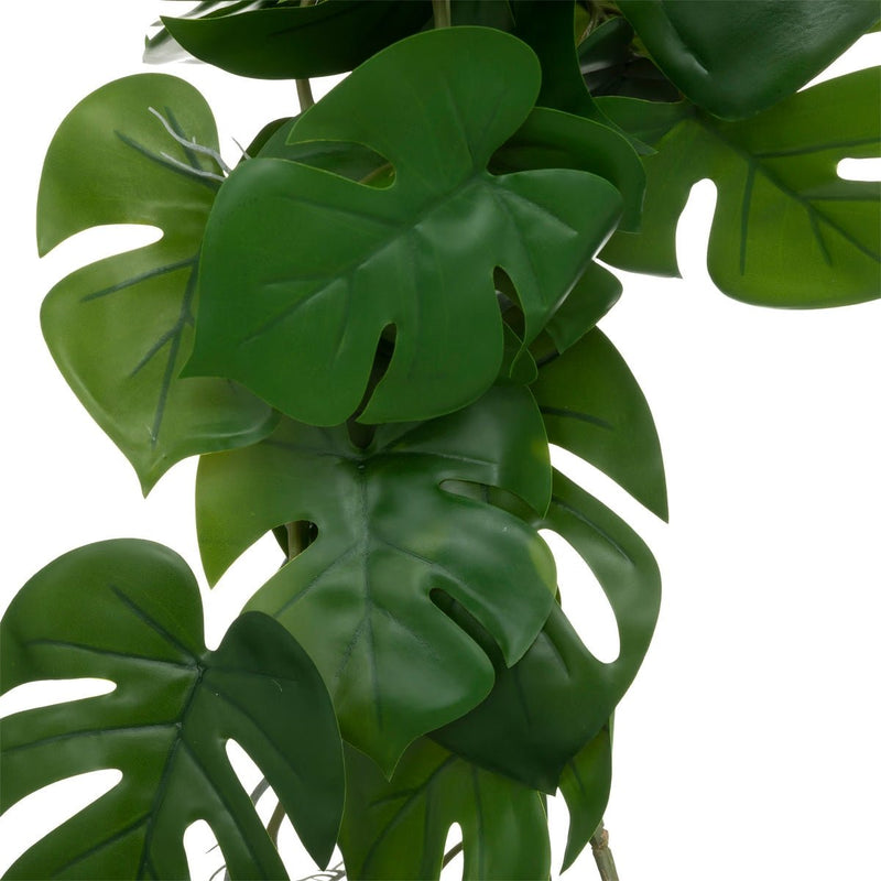 Pianta da appaendere monstera | rohome - Rohome